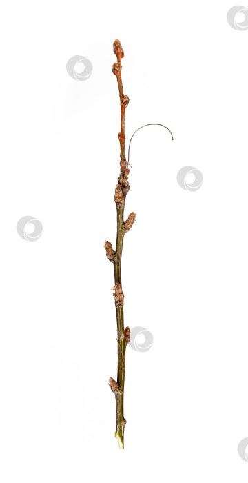 Скачать Ветка растения без листьев, выделенная на белом фоне фотосток Ozero