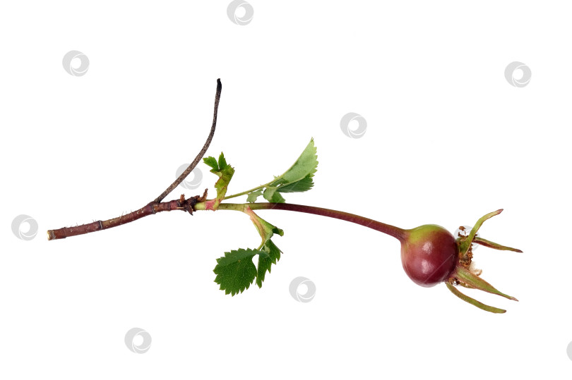 Скачать Колючая ветка шиповника с плодами, выделенными на белом фоне фотосток Ozero