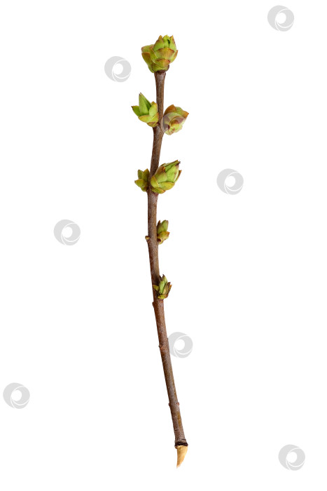 Скачать Ветка растения с бутонами и маленькими листьями, выделенными на белом фоне фотосток Ozero