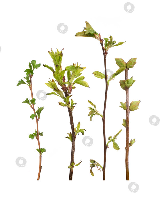 Скачать Набор: Ветка растения с бутонами и маленькими листьями, выделенными на белом фоне фотосток Ozero