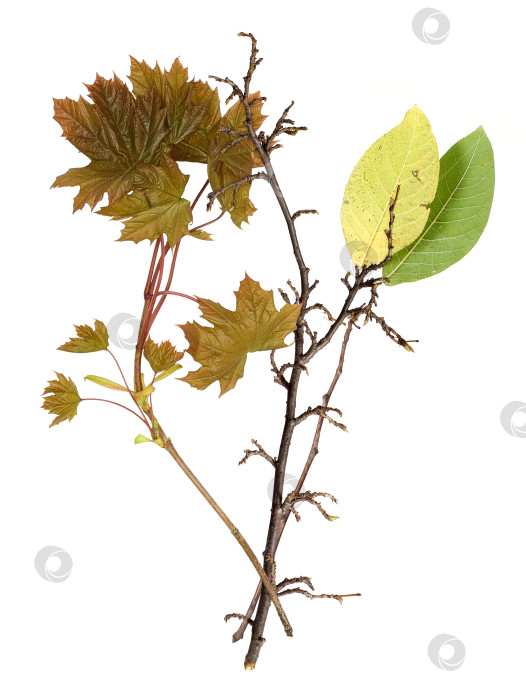 Скачать Листья и ветви, выделенные на белом фоне фотосток Ozero