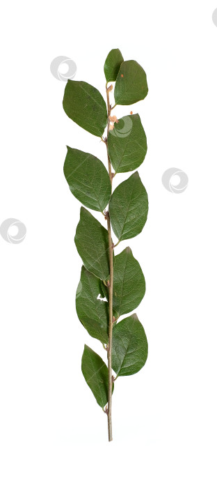 Скачать Ветка растения с маленькими листьями, выделенными на белом фоне фотосток Ozero