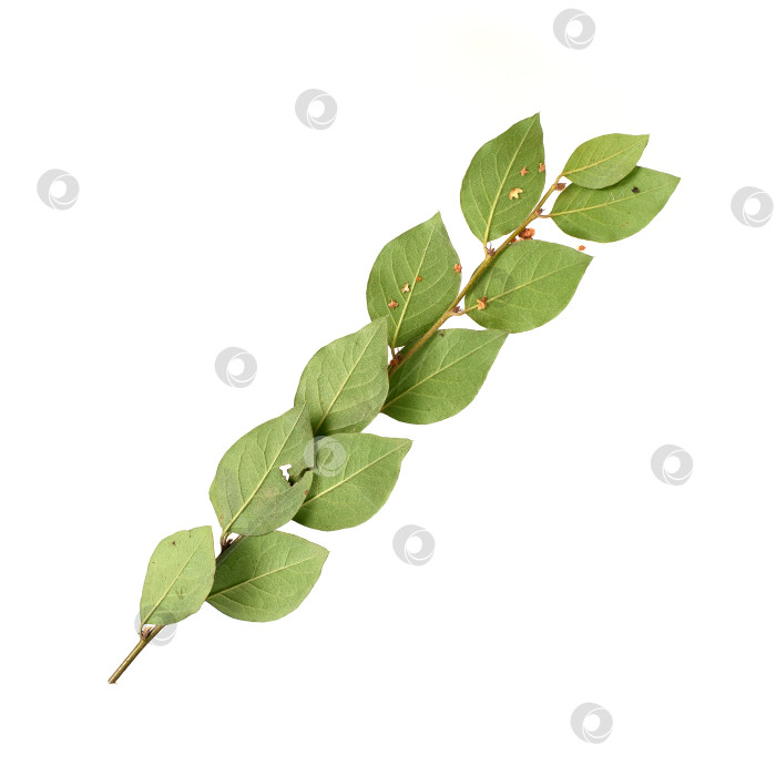 Скачать Ветка растения с маленькими листьями, выделенными на белом фоне фотосток Ozero