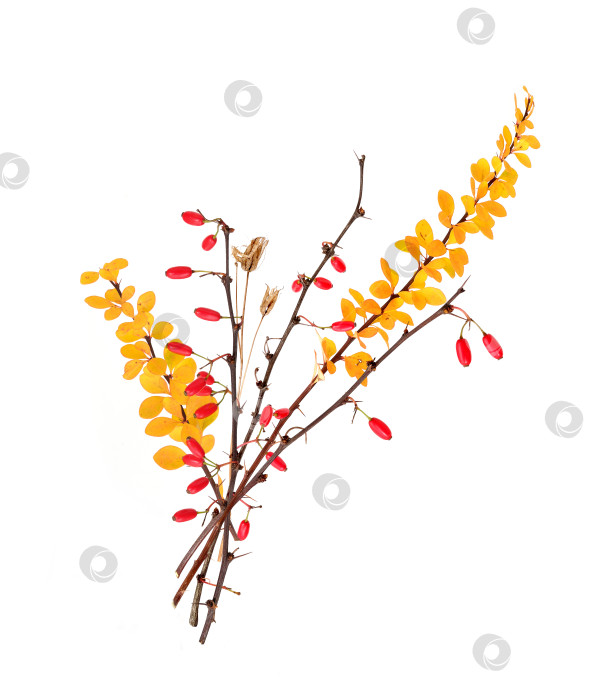 Скачать Колючие ветви куста барбариса с красными ягодами, выделенными на белом фоне фотосток Ozero