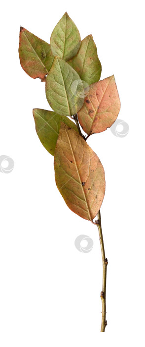 Скачать Ветка растения с листьями, выделенными на белом фоне фотосток Ozero