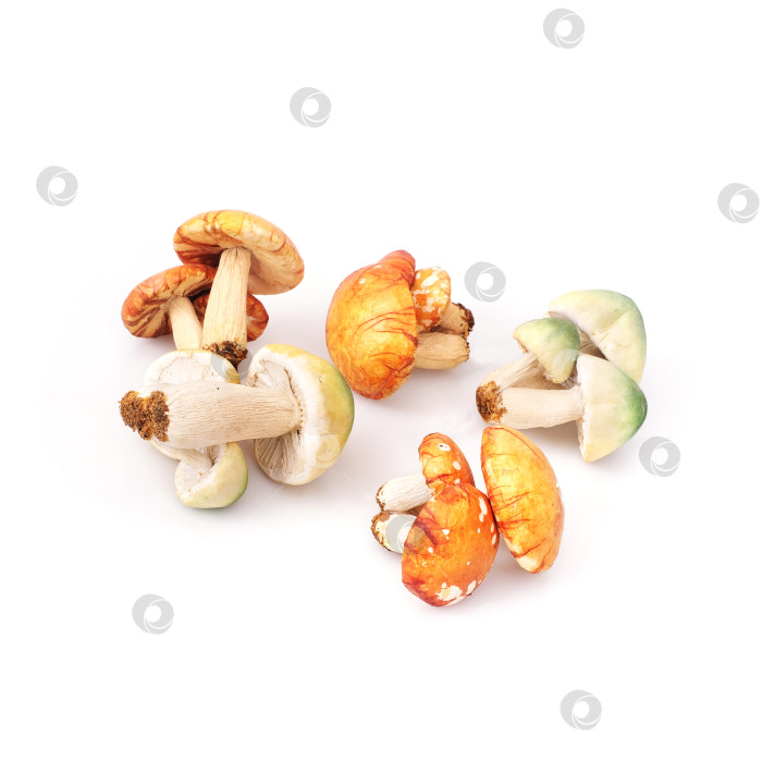 Скачать Осенние грибы, выделенные на белом фоне фотосток Ozero