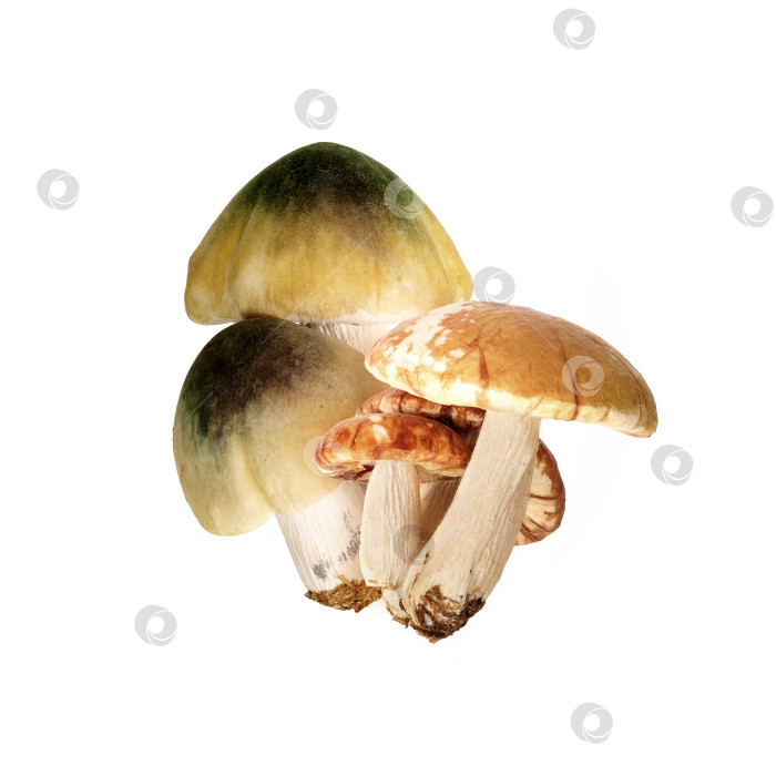 Скачать Несколько лесных грибов, выделенных на белом фоне фотосток Ozero