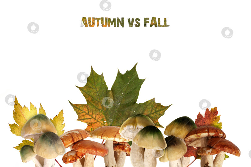 Скачать Несколько лесных грибов и осенняя листва, выделенные на белом фоне фотосток Ozero