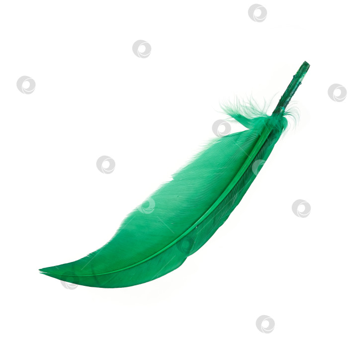 Скачать Ярко-зеленое птичье перо, выделенное на белом фоне фотосток Ozero