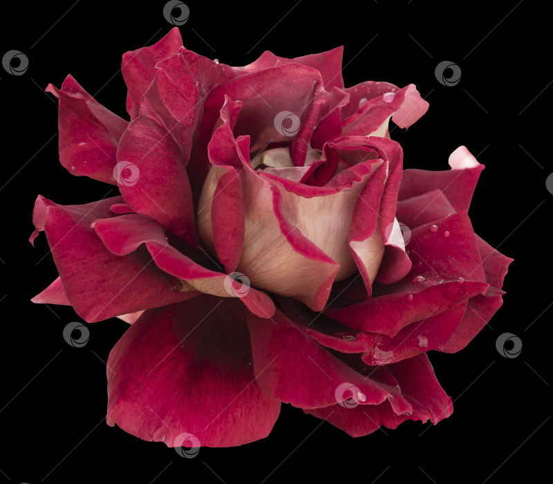 Скачать Бордовая роза с каплями воды, выделенными на черном фоне. E фотосток Ozero