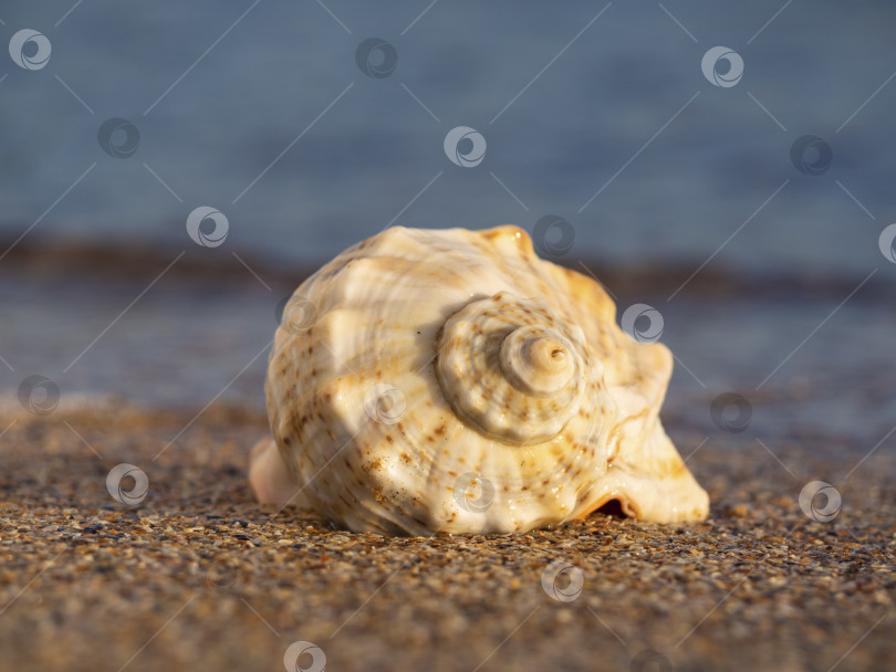 Скачать Морская раковина на пляже.  Морская раковина и песчаный пляж в размытом виде фотосток Ozero