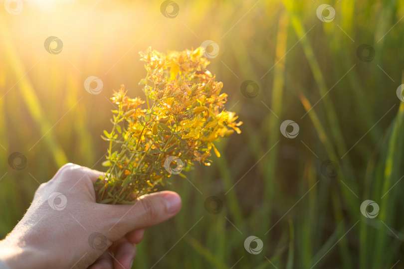 Скачать Букет зверобоя в вашей руке на фоне травы в солнечном луче. Лекарственные травы, чайный сбор, нетрадиционная медицина. Летнее время, сельская местность, экология, гармония с природой. Пространство для копирования фотосток Ozero