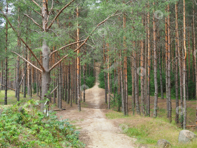 Скачать Тропинка в сосновом бору. фотосток Ozero