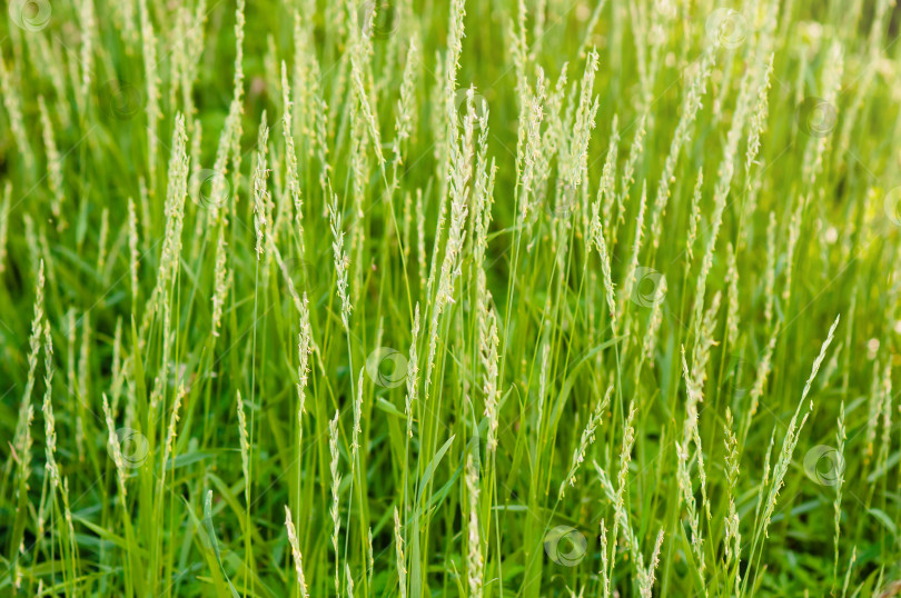 Скачать Зеленый растительный текстурный фон из колосьев злаковых луговых растений фотосток Ozero