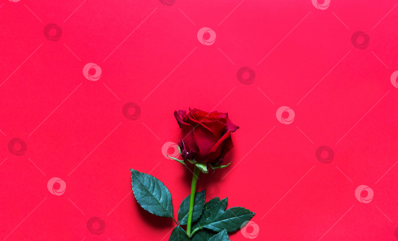 Скачать Красная роза на красном фоне с копировальным пространством. Подарок женщине на праздник, приглашение на свидание, День святого Валентина, знак любви фотосток Ozero