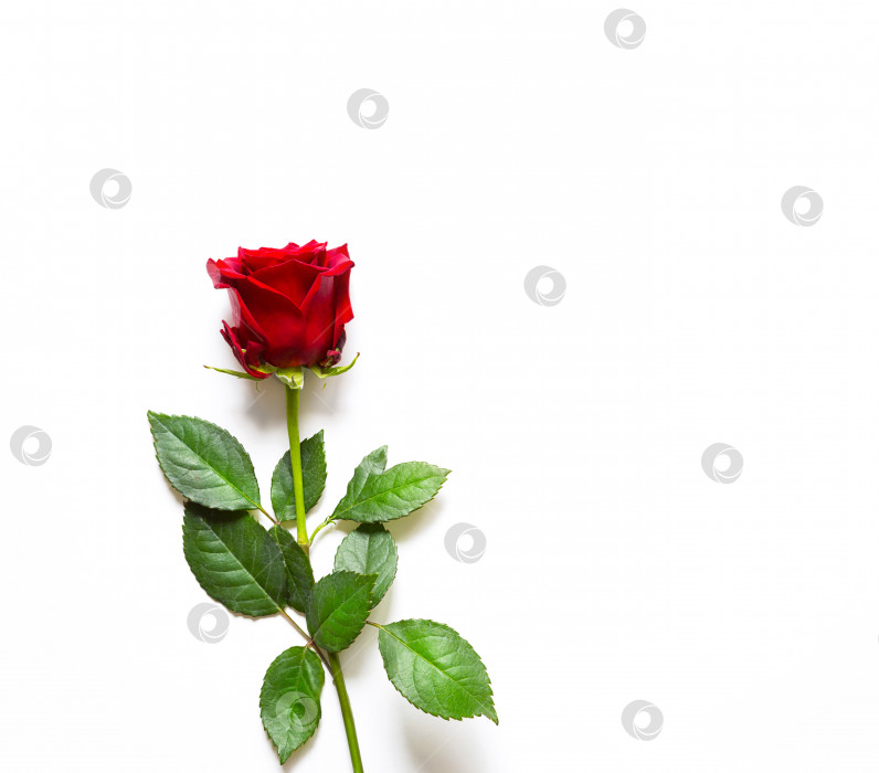 Скачать Красная роза на белом фоне с копировальным пространством. Подарок женщине на праздник, приглашение на свидание, День святого Валентина, знак любви фотосток Ozero