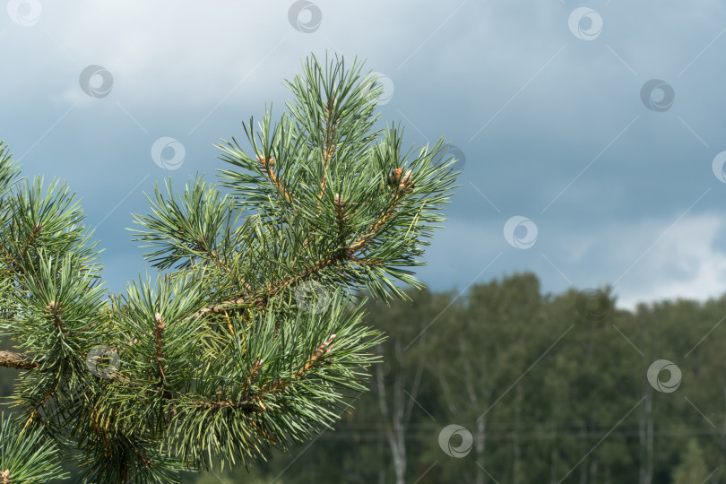 Скачать еловая ветка на фоне неба фотосток Ozero