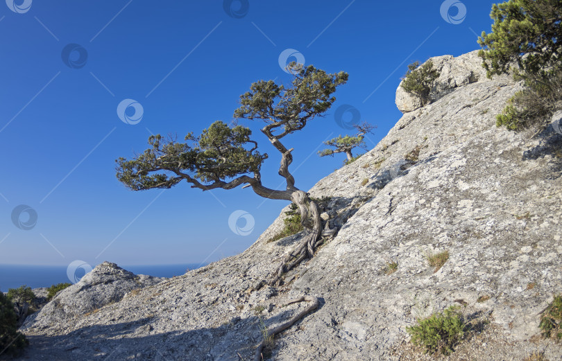 Скачать Можжевеловое дерево на склоне горы. фотосток Ozero