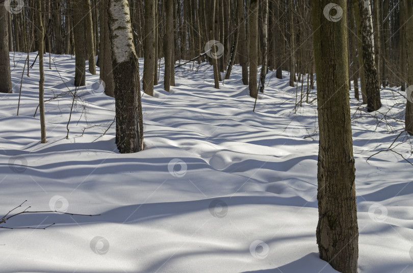Скачать Зимний лес в солнечный день. фотосток Ozero
