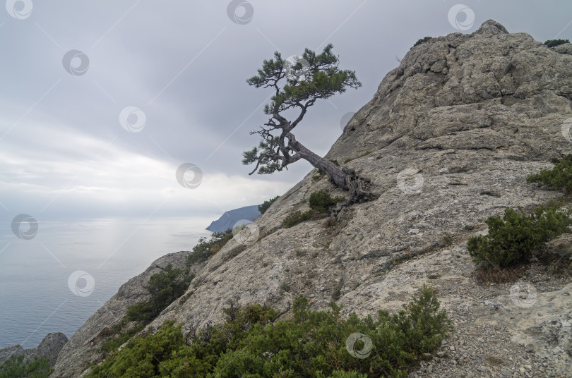 Скачать Реликтовая сосна на вершине горы. Крым. фотосток Ozero