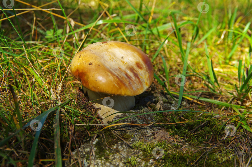 Скачать Копеечная булочка (boletus edulis), залитая солнцем. фотосток Ozero