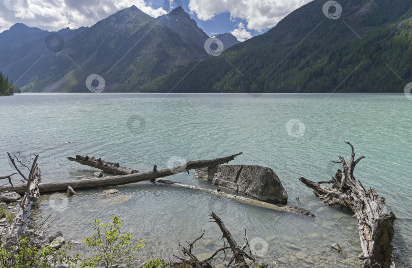 Скачать Коряги у берега. Озеро Кучерла. Горный Алтай, Россия. фотосток Ozero