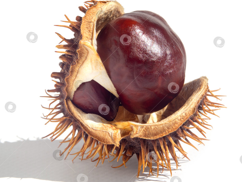 Скачать Раскрытый плод каштана с семенами макрофотография на белом фоне фотосток Ozero