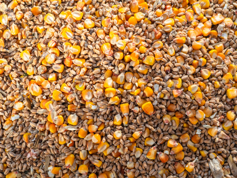 Скачать Естественный фон из семян пшеницы и золотистой кукурузы (маиса).  Кормить фотосток Ozero