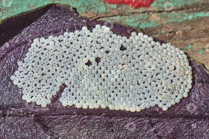 Скачать Откладывание яиц насекомых на лист базилика фотосток Ozero