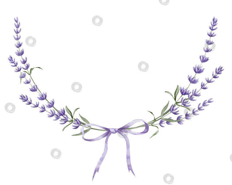 Скачать Лавандовый венок. Нарисованная вручную акварельная иллюстрация круглой цветочной рамки с фиолетовой лентой на белом изолированном фоне для поздравительных открыток или свадебных приглашений. Шаблон для открыток или логотипа фотосток Ozero