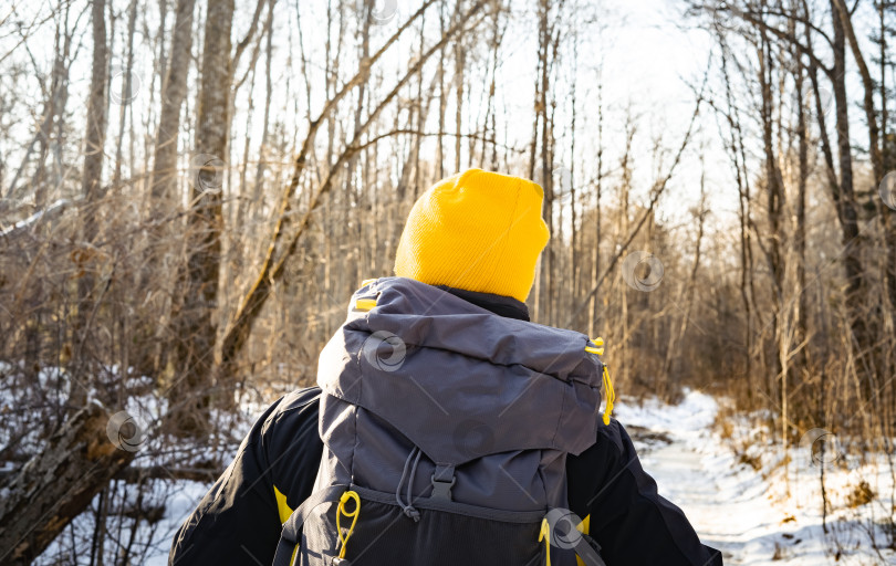 Скачать Пеший туризм: Мужчина в желтой шляпе отправляется в поход по зимнему лесу и несет большой серый рюкзак. Вид со спины. фотосток Ozero