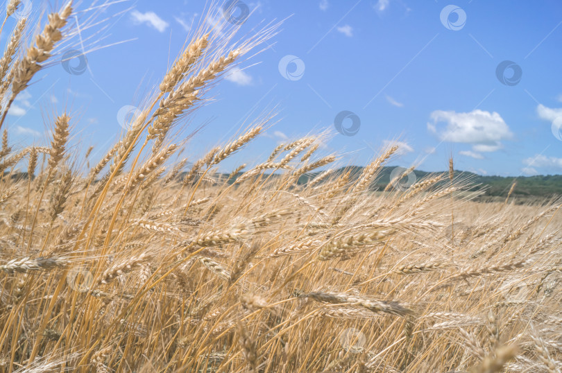 Скачать золотое пшеничное поле фотосток Ozero