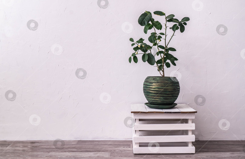 Скачать комнатные растения: цветущий лимон в зеленом горшке на фоне фотосток Ozero