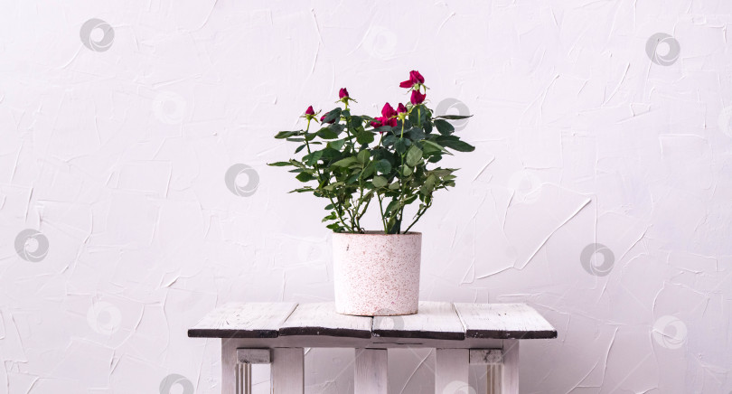 Скачать Комнатные растения: красная роза в горшке на фоне белой стены фотосток Ozero
