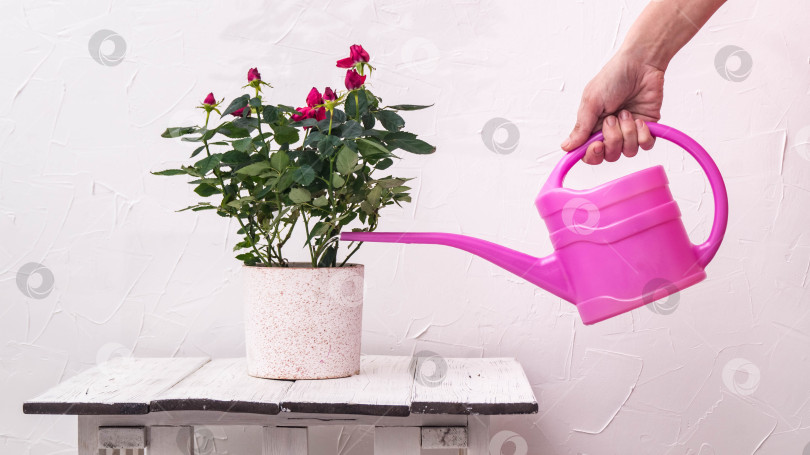 Скачать Уход за комнатными растениями: полив роз в горшке из лейки на заднем плане фотосток Ozero