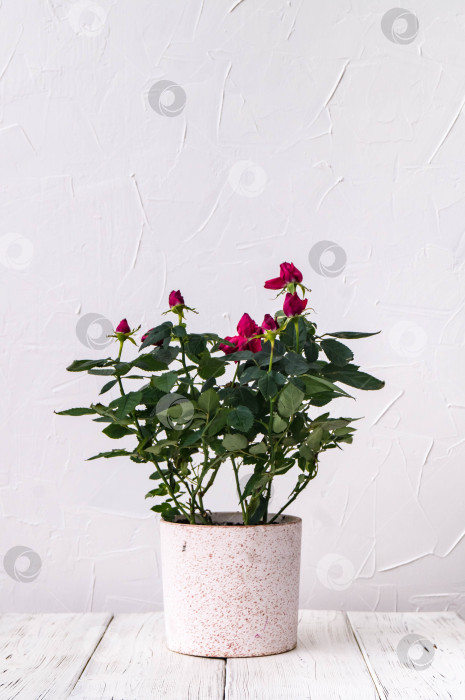 Скачать Комнатные растения: красная роза в горшке на фоне белой стены фотосток Ozero