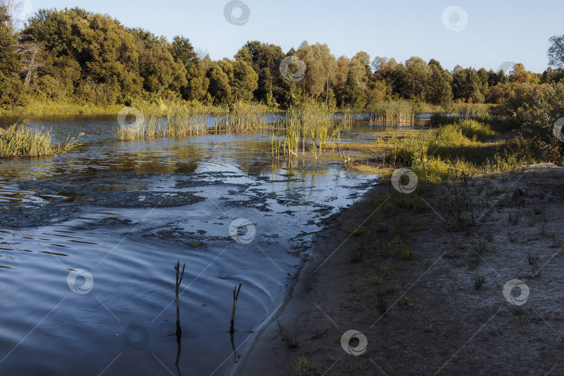 Скачать Песчаный берег реки летом на фоне леса фотосток Ozero