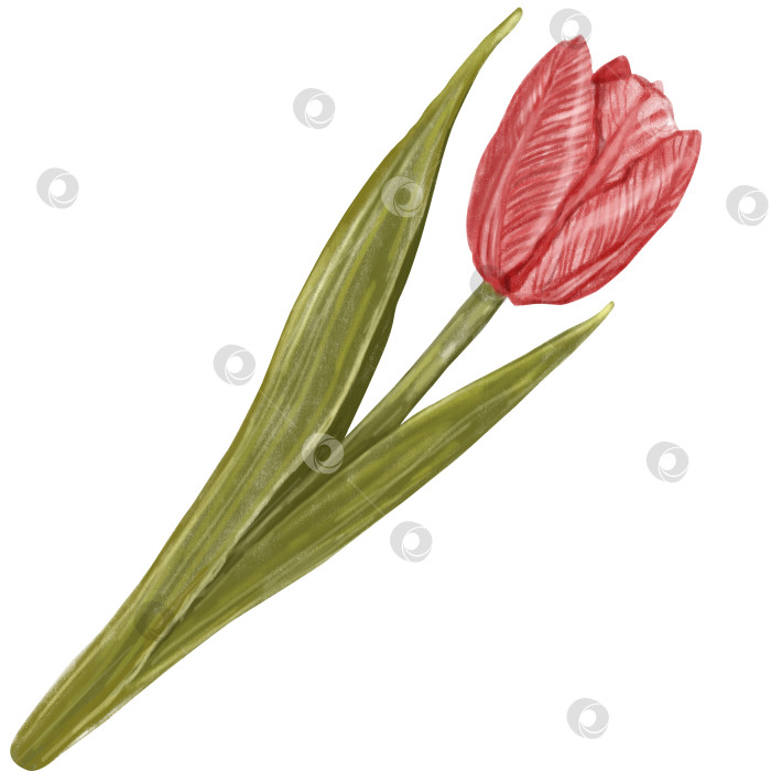 Скачать Розовые тюльпаны, нарисованные акварелью, иллюстрация, выделенная на белом фоне. Для дизайна, оберточной бумаги, свадебной печати фотосток Ozero