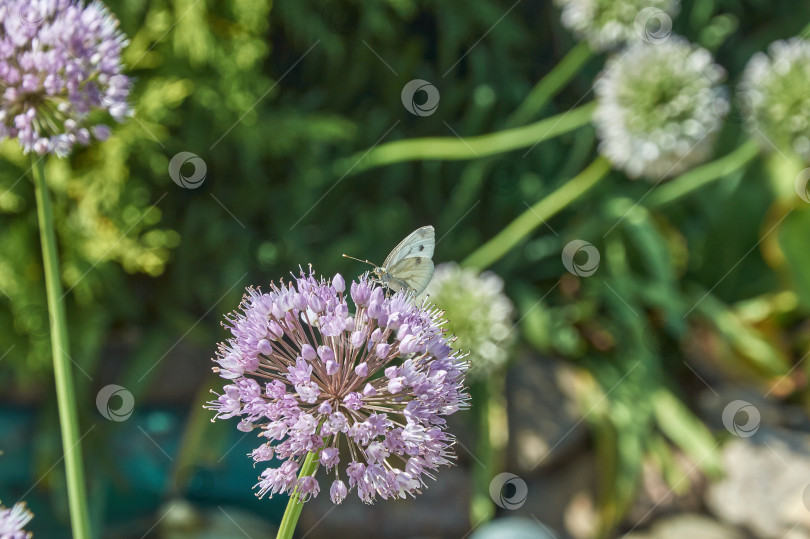 Скачать Белая бабочка на цветущем луке фотосток Ozero
