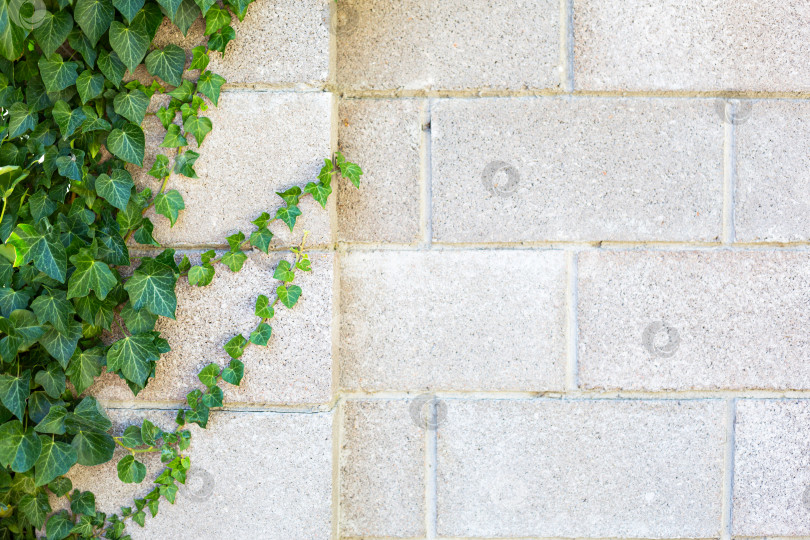 Скачать Серая кирпичная стена увита зеленым декоративным плющом. Естественный фон, каменный забор фотосток Ozero