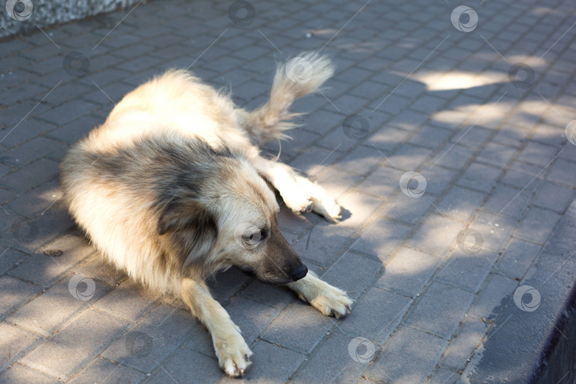 Скачать Бездомная большая собака со светлой длинной шерстью печально лежит на тротуарной плитке. фотосток Ozero