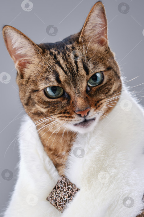 Скачать Серьезная кошка одета в меховую шаль, установите зрительный контакт. фотосток Ozero