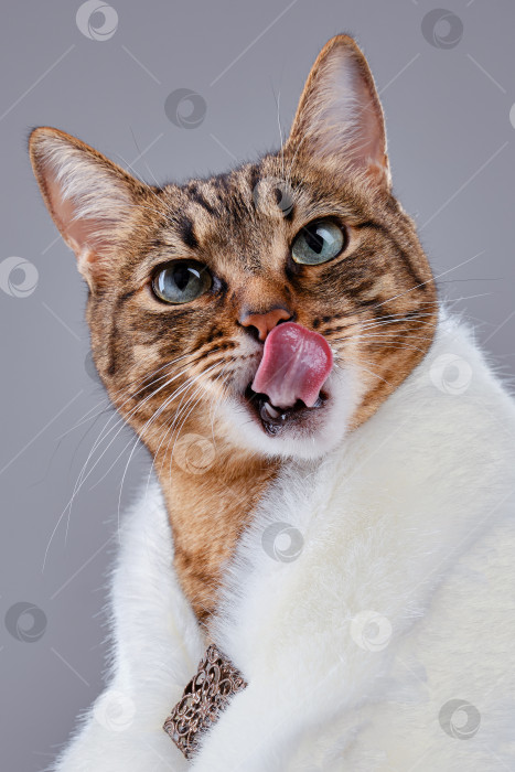 Скачать Гордая мордочка милой полосатой кошки облизывается, кошка одета в меховую шаль. фотосток Ozero