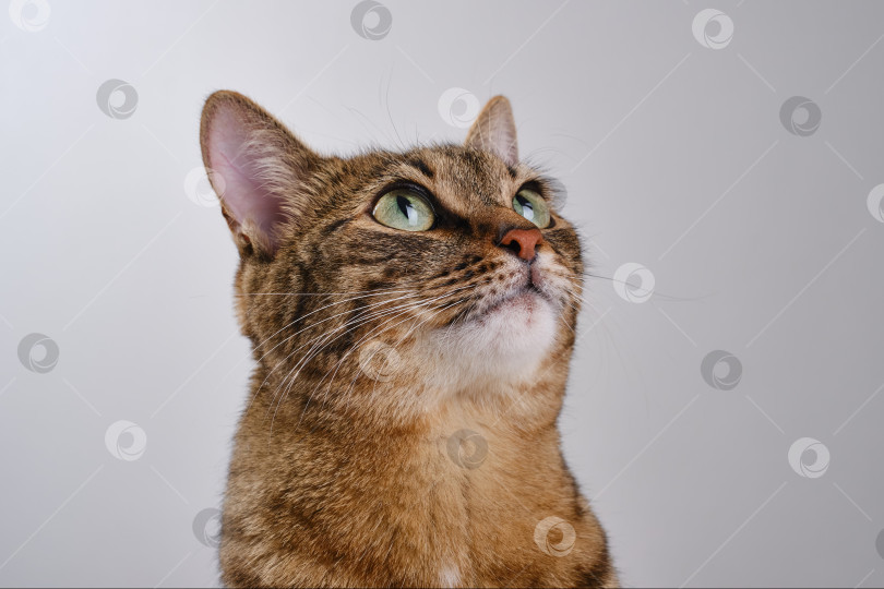 Скачать Портрет кошки, смотрящей вверх. фотосток Ozero