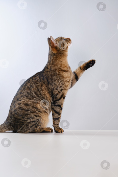 Скачать Кот сидит и смотрит вверх, подняв лапу. фотосток Ozero