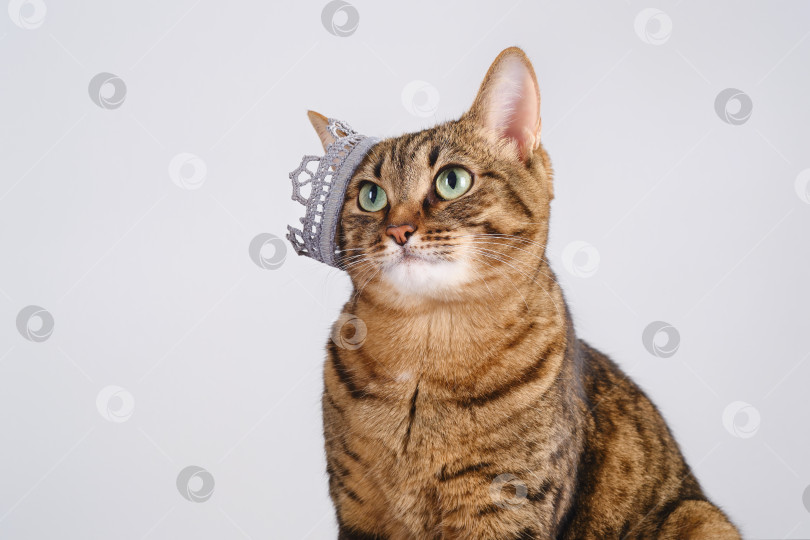 Скачать Забавный полосатый кот с короной на ухе. фотосток Ozero