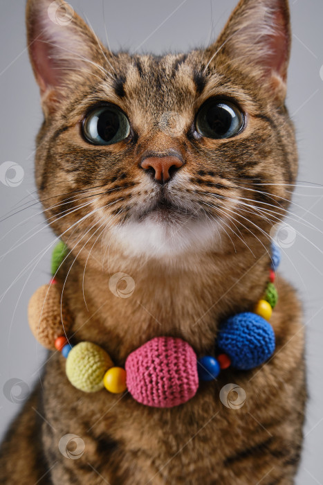 Скачать Модная красавица полосатая кошка одета в вязаные бусы. фотосток Ozero