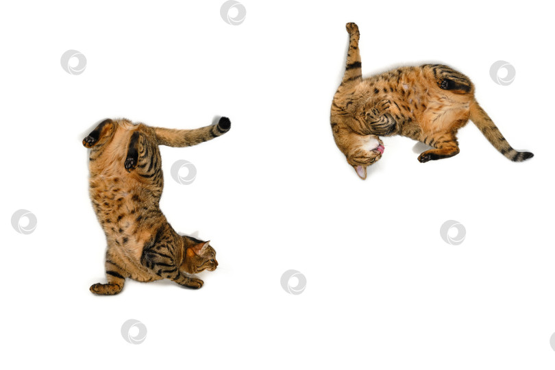 Скачать Летающие забавные кошки на белом фоне. фотосток Ozero