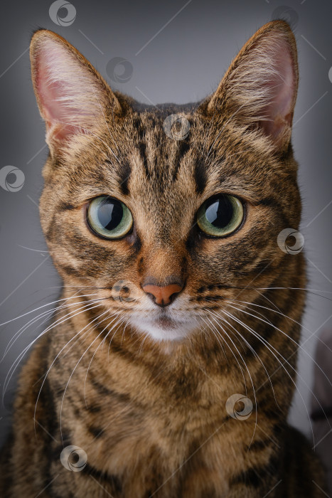 Скачать Крупным планом портрет коричневой домашней кошки с широко открытыми глазами. фотосток Ozero