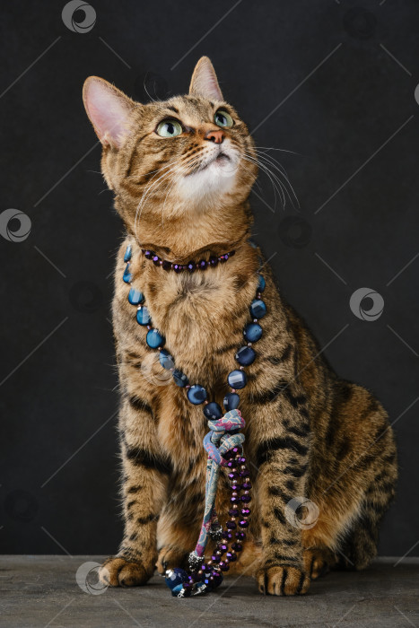 Скачать Модная красавица полосатая кошка носит бусы. фотосток Ozero
